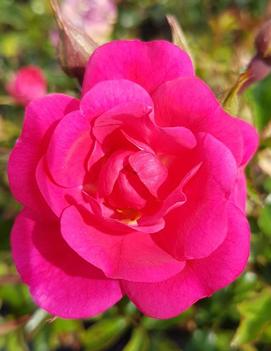 Rosa Vigorosa® Sweet™ ('KORdatura')