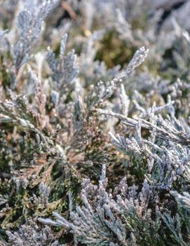 Juniperus horizontalis 'Bar Harbor'