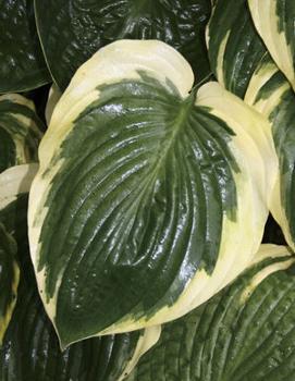 Hosta 'Orion's Belt'