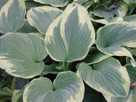 Hosta 'Robert Frost'