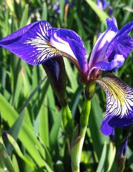 Iris versicolor