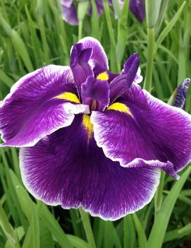 Iris ensata 'Crystal Halo'