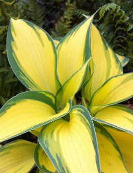 Hosta 'Remember Me'