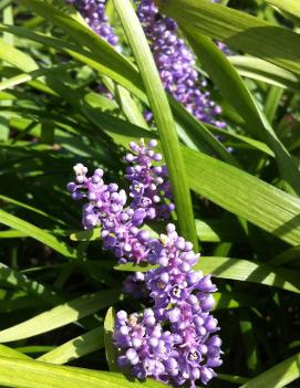 Liriope muscari 'Big Blue'