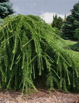 Larix eurolepis 'Varied Directions'