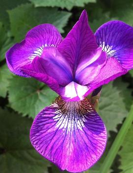 Iris sibirica 'Strawberry Fair'