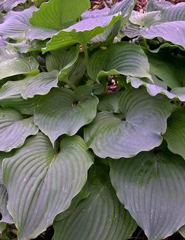 Hosta 'Komodo Dragon' (PP20774)