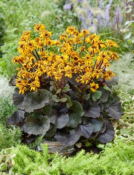 Ligularia dentata 'Pandora'