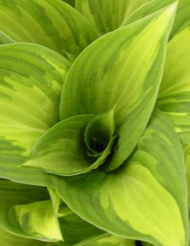 Hosta 'Warwick Delight'