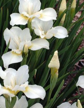 Iris sibirica 'White Swirl'