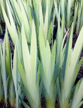 Iris pseudacorus 'Variegata'