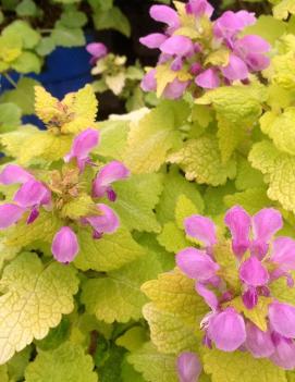 Lamium maculatum 'Aureum'