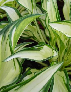 Hosta 'Fireworks' (PP16062)