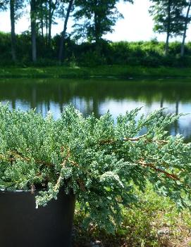 Juniperus squamata 'Blue Carpet'