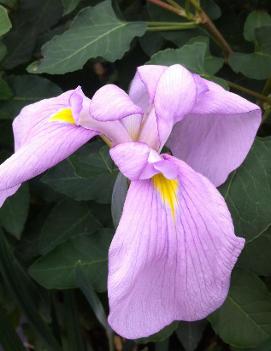 Iris ensata 'Darling'