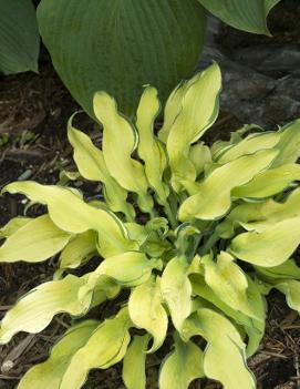 Hosta 'Ripple Effect'