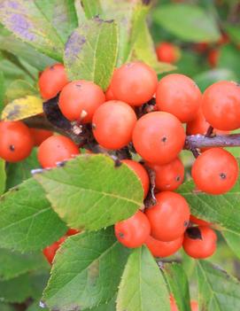 Ilex verticillata Little Goblin® Orange ('NCIV2') (PP28938)