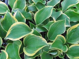 Hosta 'Ivory Coast'