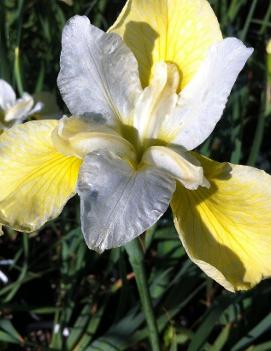 Iris sibirica 'Butter and Sugar'