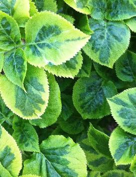 Hydrangea anomala subsp. petiolaris 'Miranda'