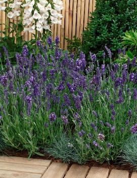 Lavandula angustifolia 'Ellagance Purple'