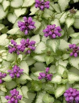 Lamium maculatum 'Purple Dragon' (PP15890)