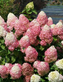 Hydrangea paniculata Quick Fire Fab® ('SMNHPM') (PP32513)