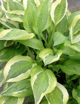 Hosta 'Hanky Panky' (PP16217)