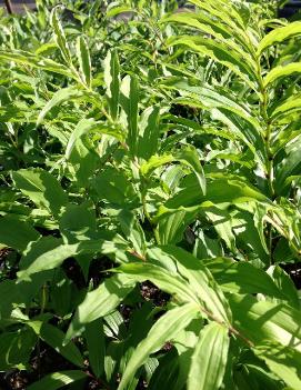 Maianthemum stellatum