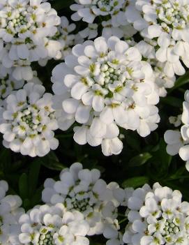 Iberis sempervirens 'Purity'