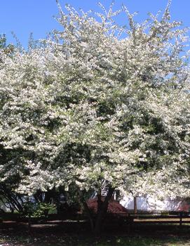 Malus Golden Raindrops® ('Schmidtcutleaf') (PP14375)