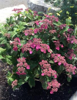 Hydrangea serrata Purple Tiers™ ('Miyama-yae-murasaki')