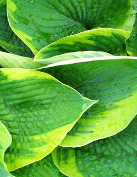 Hosta 'Tokudama Flavocircinalis'