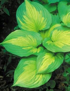 Hosta 'Roy Klehm' (PP19647)