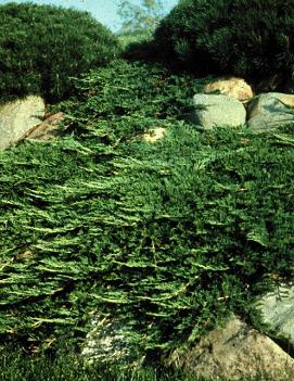 Juniperus horizontalis 'Prince of Wales'