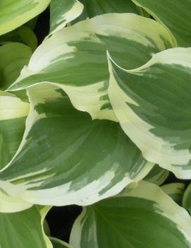 Hosta 'Lakeside Kaleidoscope'