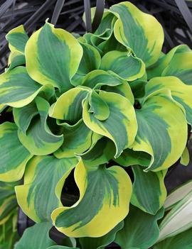 Hosta 'School Mouse' (PP29559)