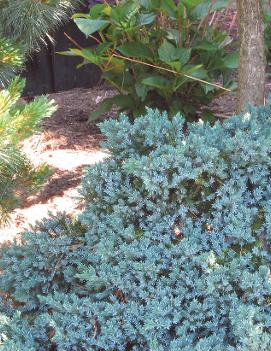 Juniperus squamata 'Blue Star'