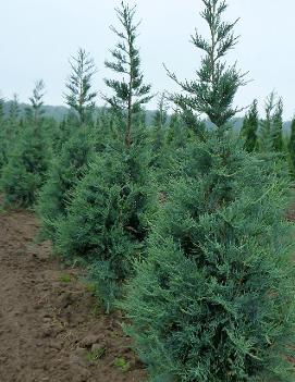 Juniperus scopulorum 'Blue Haven'