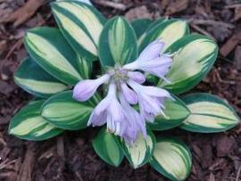 Hosta 'Holy Mouse Ears'