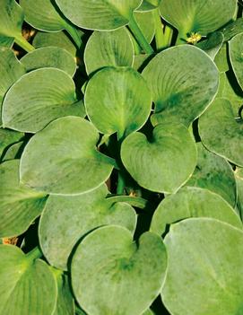 Hosta 'Green Mouse Ears'