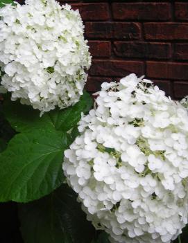 Hydrangea arborescens Incrediball® ('Abetwo') (PP20571, COPF, CPBR4166)