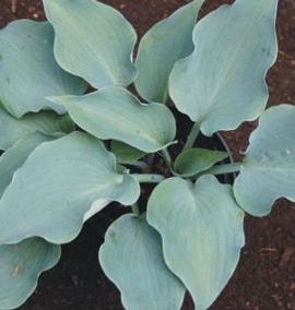 Hosta 'Flemish Sky'