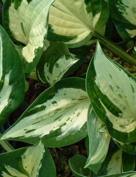 Hosta 'Revolution'