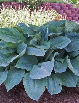 Hosta 'Silver Bay'