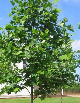 Liriodendron tulipifera Emerald City® ('JFS-Oz')