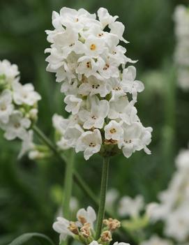 Lavandula angustifolia 'Ellagance Snow'