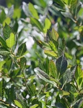 Ilex verticillata Little Goblin® Guy ('NCIV3') (PP28937)