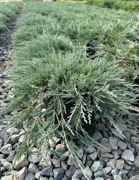 Juniperus horizontalis 'Blue Wonder'