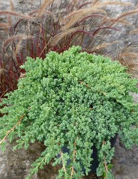 Juniperus procumbens 'Nana'